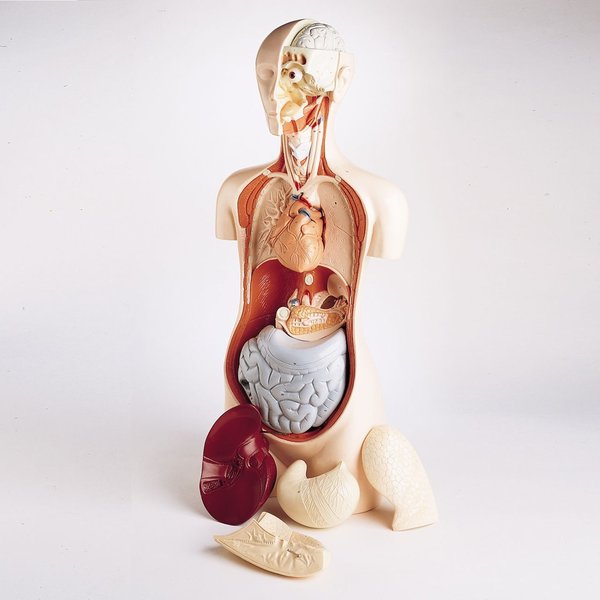 Denoyer-Geppert Anatomical Model, Student Knowbody Torso 0830-08